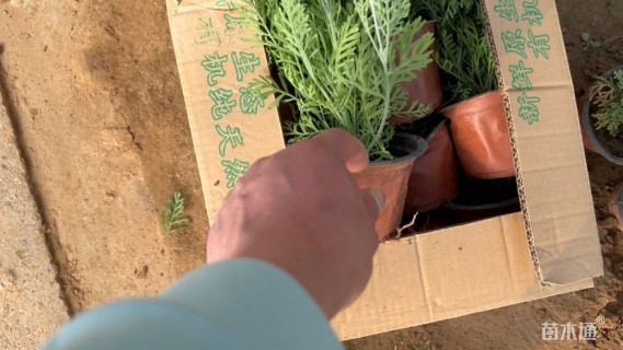 高度25厘米薰衣草