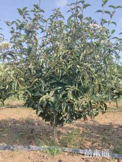 高度300厘米中华木绣球