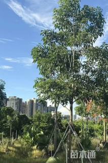 15公分红花风铃木