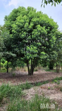 110公分丛生香樟