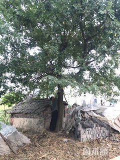 28公分金叶皂荚