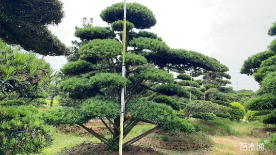 移栽苗造型罗汉松