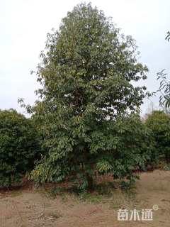 25公分红花木莲