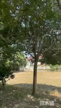 20公分大叶女贞