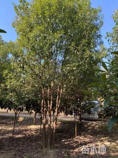 95公分丛生香樟