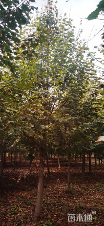 14公分椴树