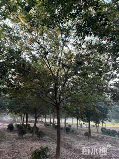 28公分朴树