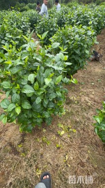 高度80厘米扶桑球