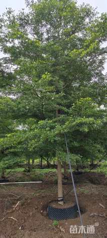 12公分细叶榄仁