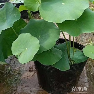 高度10厘米碗莲