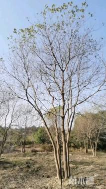 40公分丛生乌桕