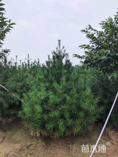 高度700厘米白皮松