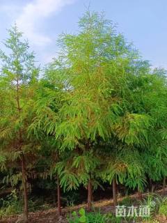 10公分北美落羽杉