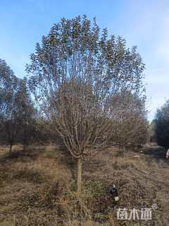 15公分绚丽海棠