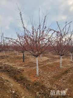 高度220厘米印第安魔力海棠