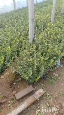 高度35厘米卫矛小苗