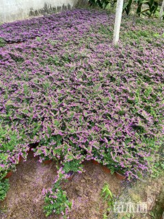 高度15厘米满天星