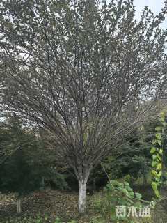 15公分垂丝海棠