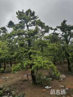 20公分台湾罗汉松