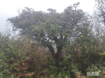 高度360厘米高山杜鹃