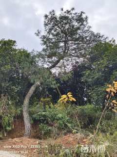 高度110厘米华山松
