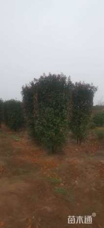 100公分红叶石楠