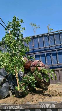 50厘米藤本月季