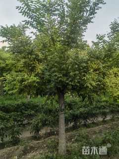 19公分矮接金枝槐