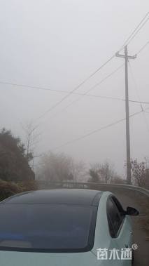 20公分染井吉野樱