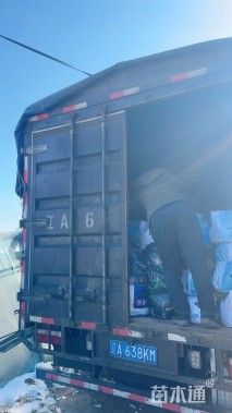 高度60厘米灯心草