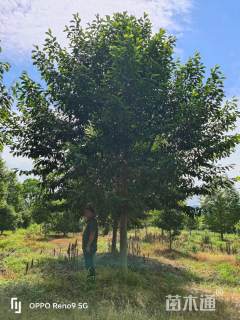 15公分乐昌含笑