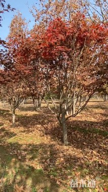 10公分日本红枫