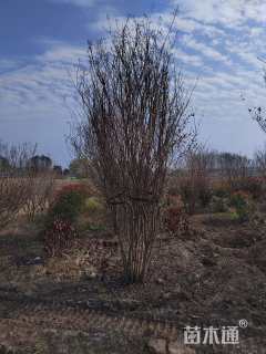 高度400厘米丛生紫薇