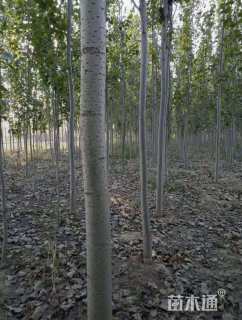 10公分毛白杨