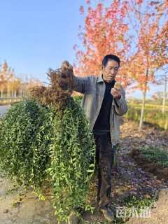 40厘米小叶扶芳藤