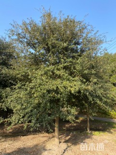 16公分弗吉尼亚栎