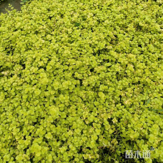 高度15厘米过路黄