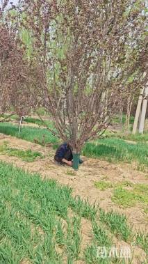 15公分绚丽海棠