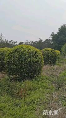 冠幅180厘米金叶榆球