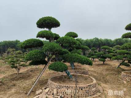 高度250厘米大叶黄杨