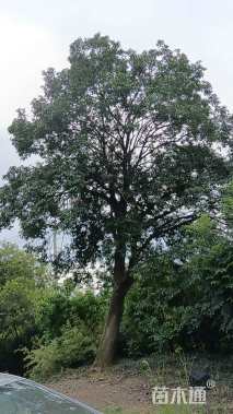 原生苗红果冬青