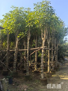 10公分红花风铃木