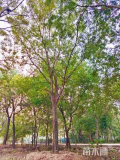 25公分榔榆