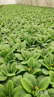 高度15厘米报春花