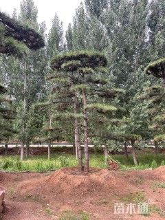 高度150厘米黑松