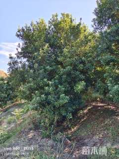 19公分高杆杨梅