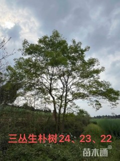 20公分(3杆)丛生朴树