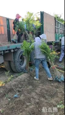 高度80厘米水蜡