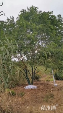 60公分(5杆)丛生乌桕