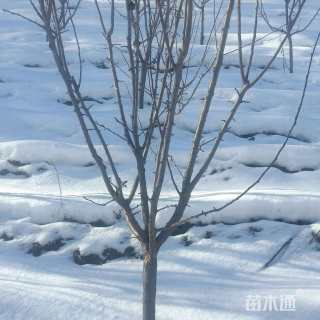 高度2000厘米鸡心果